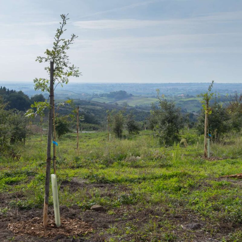 Messa a dimora nuove piante