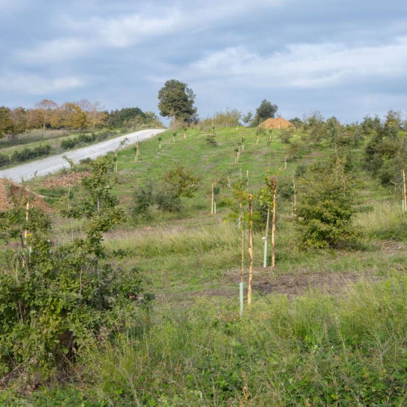 Panoramica area ripristinata